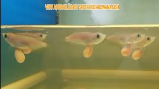 HARVEST OF VERY AWESOME BABY SUPER RED AROWANA FISH [upl. by Eisenberg936]