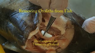 Otolith removal from cod and charr [upl. by Suiramed]