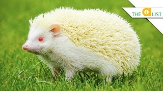 5 Unexpected Albino Animal Facts [upl. by Trefor117]