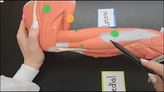 Muscles of the Arm and the Forearm  MADE EASY  Part 1 of 2 [upl. by Anagnos]