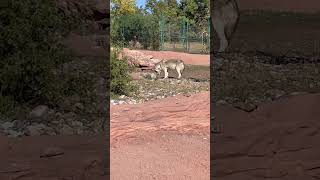 Wolf Eating Meat bearcountry wolf rapidcity [upl. by Nueormahc]