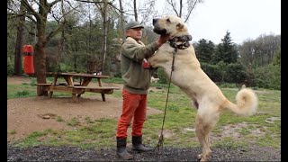 Anatolian shepherd  Turkish Kangal dogs [upl. by Nuy]