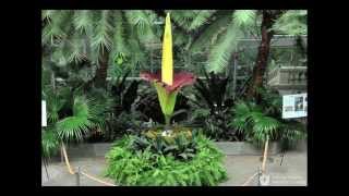 Titan Arum at the US Botanic Garden  Time lapse [upl. by Halli]