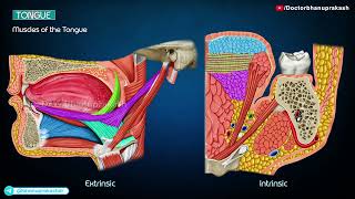 Tongue Gross Anatomy Animation [upl. by Aisek395]