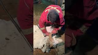 Rambouillet sheep shearing 2022 MOA Spring newsletter [upl. by Aveneg490]