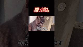 衰弱した猫を保護したその後。ついに進展がありましたAfter rescuing the emaciated cat there was finally some progress [upl. by Eedak802]