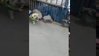 MIntbowl dog wheelchairs India Pug is crazy to run again Mob 9979035679 paralyzed handicap dog cart [upl. by Wolfe]