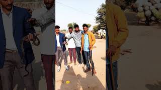 Royal snake rescue snake snakesrescue sarpmitradrbhaskar royaltyfreemusic [upl. by Akimik]