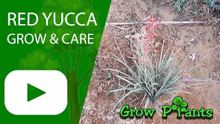 Red Yucca  grow amp care Hesperaloe parviflora [upl. by Onavlis]