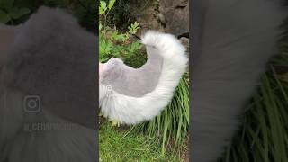 This tail is part 15 of a digitigrade fullsuit commission ——— fursuit fursuitcommission furry [upl. by Eleonore390]