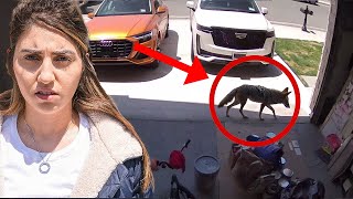 We Found a Coyote in our House security footage [upl. by Alexio]