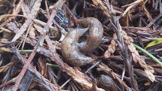 Slugs mating  Oregon wildlife [upl. by Race]