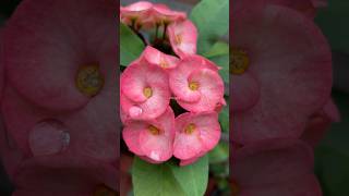 Euphorbia milii flowers  Beautiful for your eyes shortsfeed euphorbiamilii shortsvideo [upl. by Egres379]