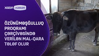 Özünüməşğulluq proqramı çərçivəsində verilən malqara tələf olur [upl. by Jadd202]