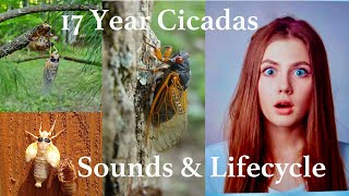 What the 17 year cicada sounds like INDIVIDUALLY and in a GROUP [upl. by Asta]