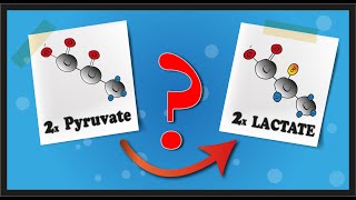 Anaerobic Respiration Lactate Fermentation Pathway  A Level Biology [upl. by Huggins538]