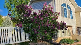 How to Grow Beautiful Lilacs [upl. by Bo]