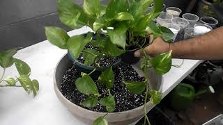 Repotting Pothos [upl. by Gwendolen984]