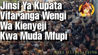 NJIA RAHISI YA KUPATA VIFARANGA WENGI WA KIENYEJI KWA MUDA MFUPI [upl. by Aleyam]