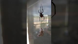 Redback Spider vs Gecko [upl. by Ahsoym233]