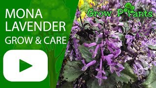 Mona Lavender  grow amp care Plectranthus [upl. by Irac]