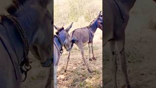 donkeysghadhapets animals youtube plzsubscribe [upl. by Deste]