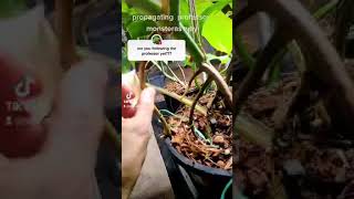 Propagate your Monstera Albo using its Aerial Roots [upl. by Kenwee]