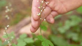 threeleaved foamflower  Tiarella trifoliata Identification and characteristics [upl. by Trauts579]