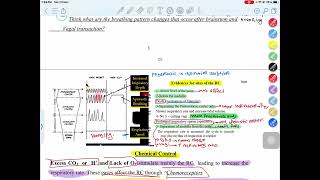 Breathing pattern changes after vagus nerve and brainstem cut Respiratory Physiology [upl. by Ailuy]