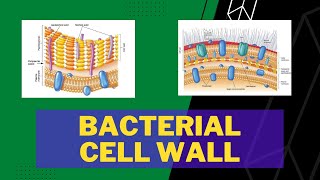 Bacterial Cell Wall  Gram Positive  Gram Negative  Peptidoglycan  Teichoic Acid  Outer Membrane [upl. by Kiele]