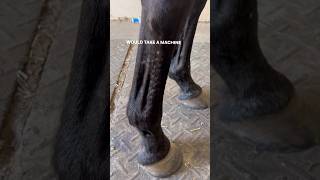 PINFIRING A HORSES LEGS THIS IS ILLEGAL NOW 🐎 horses equinebodywork racehorse [upl. by Fitz]