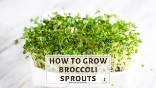 How To Grow Broccoli Sprouts [upl. by Ellenod]