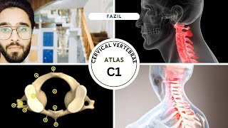 First cervical vertebrae C1 Atlas anatomy trending mbbs nursing youtuber youtube viralvideo [upl. by Philipines179]