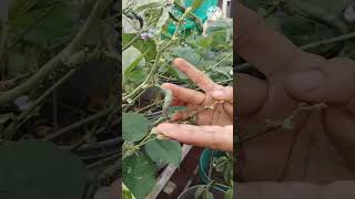 Home made pestiside for aphids youtubeshorts shorts organicfarming [upl. by Witha211]