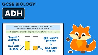 ADH Antidiuretic Hormone amp Kidney Tubules  GCSE Biology [upl. by Lledo]