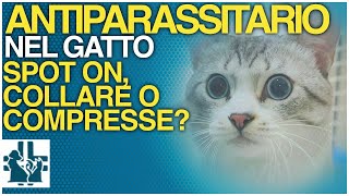 Antiparassitario per i gatti  spot on collare o compresse [upl. by Eigram]