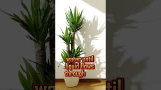 How to care for Yucca cane shorts viral yucca [upl. by Questa719]