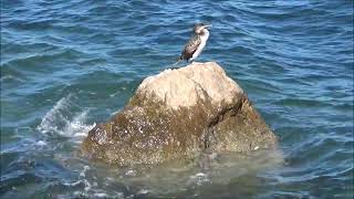 Vranjek  Phalacrocorax aristotelis Linnaeus 1761 [upl. by Botzow]