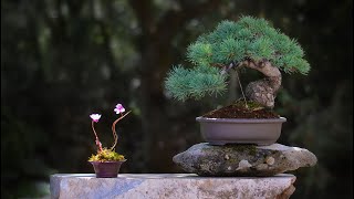 Japanese White Pine FULL Work step by step PART 2  Arkefthos Bonsai [upl. by Beaver875]