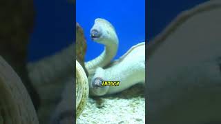 The Electric Eel natures shocking predator [upl. by Assilim]