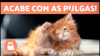 Como ACABAR com PULGAS em GATOS FILHOTES🐜🐱  9 remédios caseiros [upl. by Inaliak]