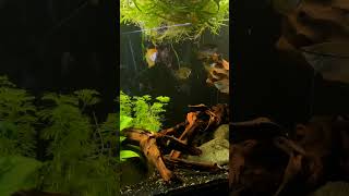 Gouramis in a Group shorts aquariumfish fishtank fish fishkeeping aquarium fishkeeper [upl. by Fosque]