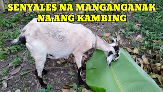 SENYALES NA MALAPIT NG MANGANAK ANG KAMBING [upl. by Kowtko829]