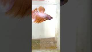 golden white 🤍 Betta 🤩 fish 🐠🐠 [upl. by Zora]