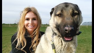 TURKISH KANGAL DOG  WOLF KILLER OR PET [upl. by Fromma]