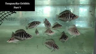 Tanganyika Cichlids Part V Trop Aquarium SG [upl. by Walrath777]