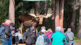 Riverboat Discovery at Fairbanks Alaska  then on to Dawson City  May 23 2024 [upl. by Delila]