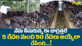 Successful Buffalo Dairy Farming Tips  ఈ జాగ్రత్తలే 5గేదెల నుంచి 50గేదెలు అయ్యేలా చేసింది Tone Agri [upl. by Elwee]