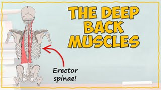 Back Muscles Part 1 Deep Muscles [upl. by Viridissa]