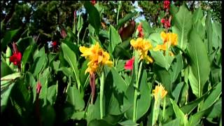 Cannas at the Studio Garden [upl. by Sewell193]